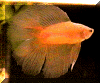 Yellow DT gorgeous web.GIF (48235 bytes)