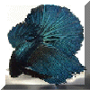 wpeB2.gif (12366 bytes)