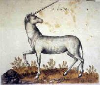 European Unicorn