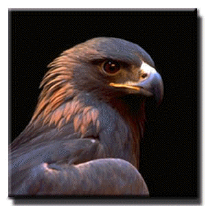 bird.jpg (36301 bytes)