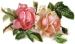 Acacia Victorian Graphics, romantic roses
