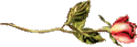 Gran-Gran's Graphics, stem rose