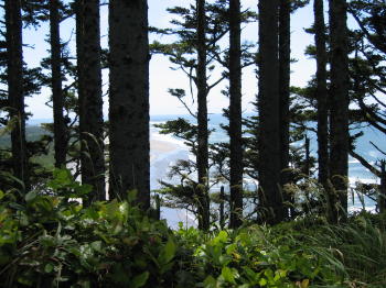 Pic, wooded ocean view on hike