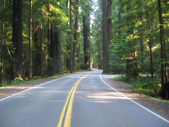 Pic, road through Redwood National Forest