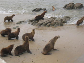 Pic, Seals at Big Sur
