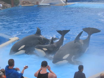 Pic, Sea World whales