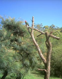 A king parrot sits just a few metres from a shady verandah