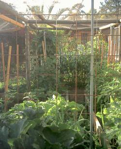 Vegetables grow prolifically in the gardens