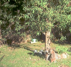 Two hand-raised joeys in the garden