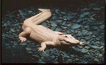 White Alligator