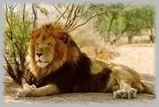Lion at Indianapolis Zoo