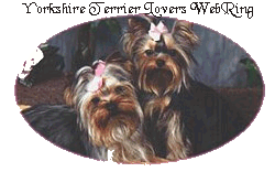 YORKSHIRE TERRIER LOVERS