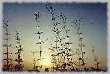 Prairie
