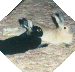 Nibbles and Mr. Twinks