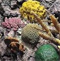 Coral Reef in the Indonesian River Journey