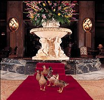 The Peabody Ducks