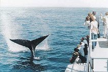 Whale Watching