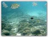 Underwater Video