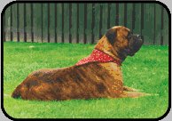 Pet IJsbandana