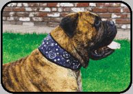 Pet Collar IJshalsband