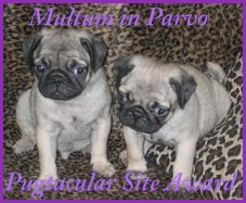Pugtacular Site Award