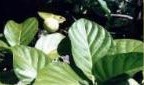 NONI Plant