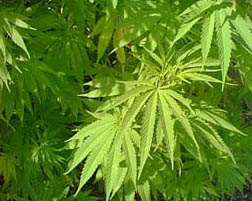 Marijuana