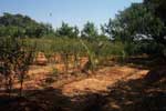 The water Irrigation System