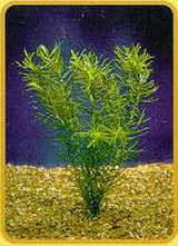 Didiplis diandra - Blood Stargrass.jpg (8374 bytes)