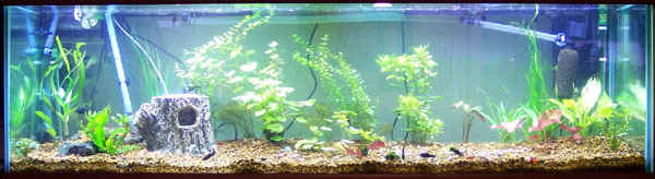Planted125-030504a_small.jpg (54976 bytes)