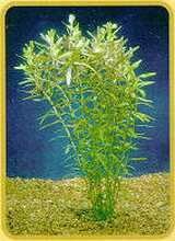 Rotala Indica.jpg (8002 bytes)