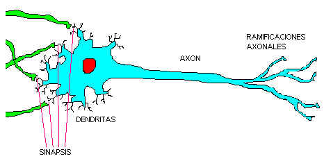 Ilustraci�n 1: neurona y conexiones sin�pticas.jpg (14980 bytes)