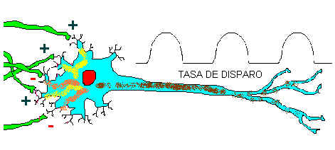 Ilustraci�n 3: Activaci�n y disparo de una neurona.jpg (17890 bytes)