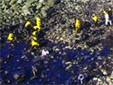 cadena de voluntarios