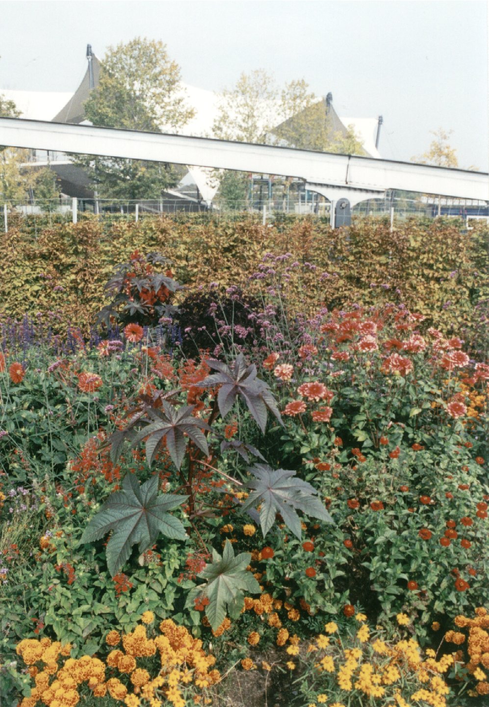 Bltenpracht im Elbauenpark