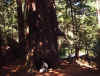 TREE.JPG (83839 bytes)