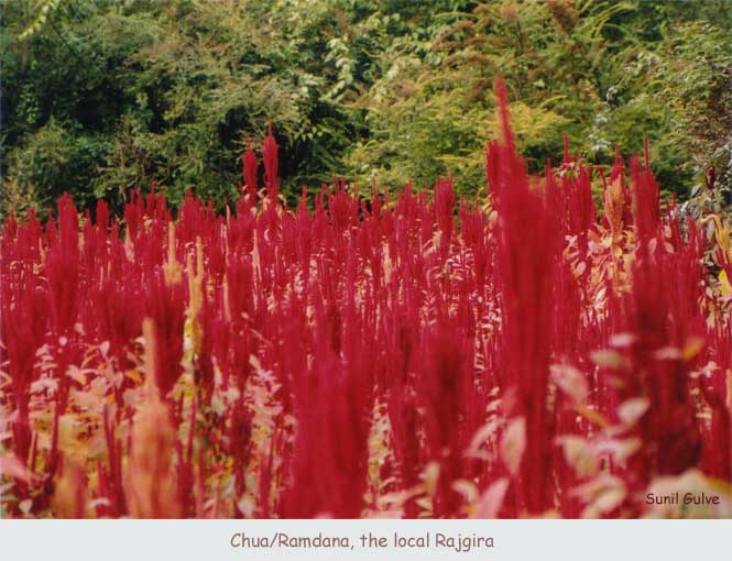 Chua/Ramdana, the local Rajgira
