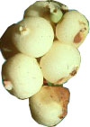 Snowberry
