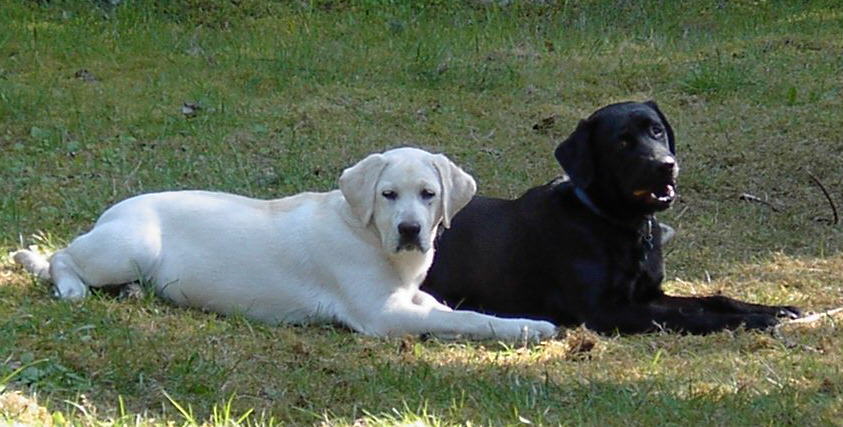 Our puppies