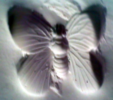 butterfly mold