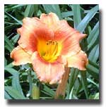 Hemerocallis day lilies