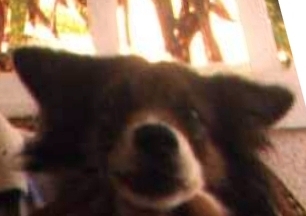 Dogs
