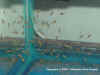 fry2.JPG (37171 bytes)