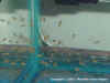fry3.JPG (36485 bytes)