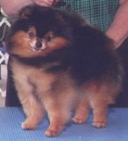 IABCAA Intl. Ch. & AKC Ch. Marbil's Down And Dirty