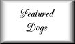 Featured Dogs