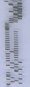 microsatellite