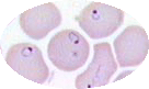 malaria life cycle