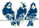 birds!