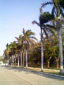 /user/palmera3.jpg